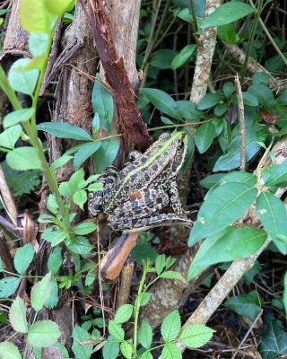 Spotted on our walk today ????The marsh frog is the largest native frog in France and can reach up to 13cm in length; specimens that exceed 10cm are almost exclusively females. Coloration and marking is variable, body and flanks can be olive brown, greenish yellow, dark green and on occasion bright green or blue, frequently the back is darker than the flanks or the head.  Upper body skin can be quite smooth or warty and is marked with brown or green spots. Undersides of the legs are cream or grey and the belly is marbled or streaked with grey or black. The pupil is horizontal oval and the iris is a more or less uniform yellow / bronze often marked with black.