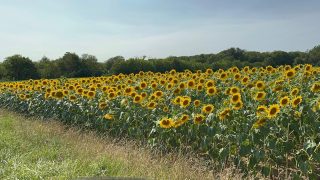 Glorious summer days in the Oise ???? #sunflowers #bloom #sunshine #summervibes ##naturelovers #cycling #walking #holidays #vacances #vacation #gite #oisetourisme #oise #picardietourisme #francetourisme