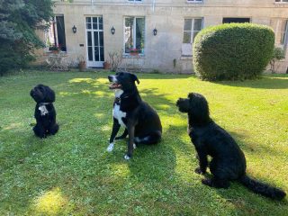 Suki enjoys welcoming new guests to the gîte, especially furry ones ???????????? as long as they are sociable too #dogfriendlyaccommodation #dogfriendlyholidays #dogfriendly #france #gite #oise #picardietourisme #oisetourisme #vacances #wellbehavedpets #holidays